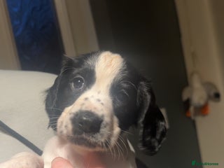 Cocker Spaniel dogs - Advert 9