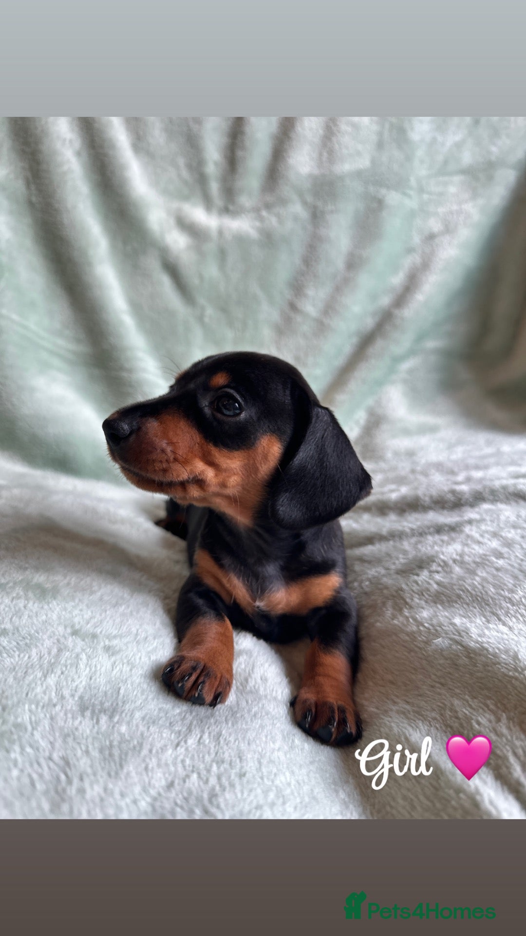 Miniature Dachshund dogs 🐾exceptional KC REGISTERED PRA clear  - Advert 2