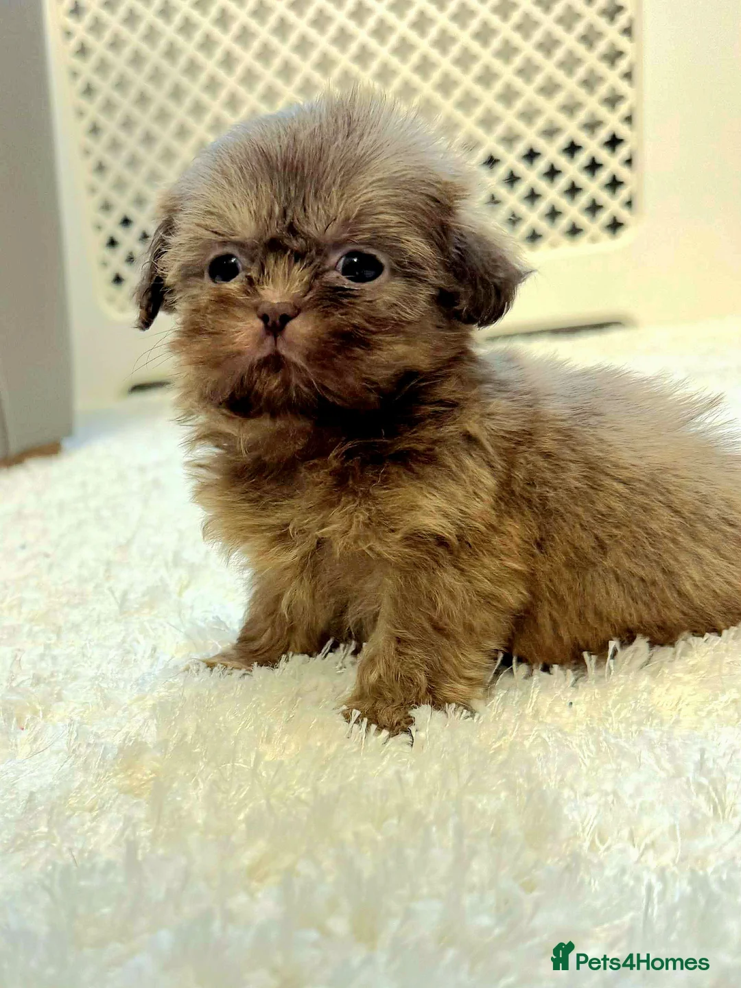 Shih Tzu dogs for sale: KC Registered Chocolate Imperial Shih Tzu Puppies - Advert 11