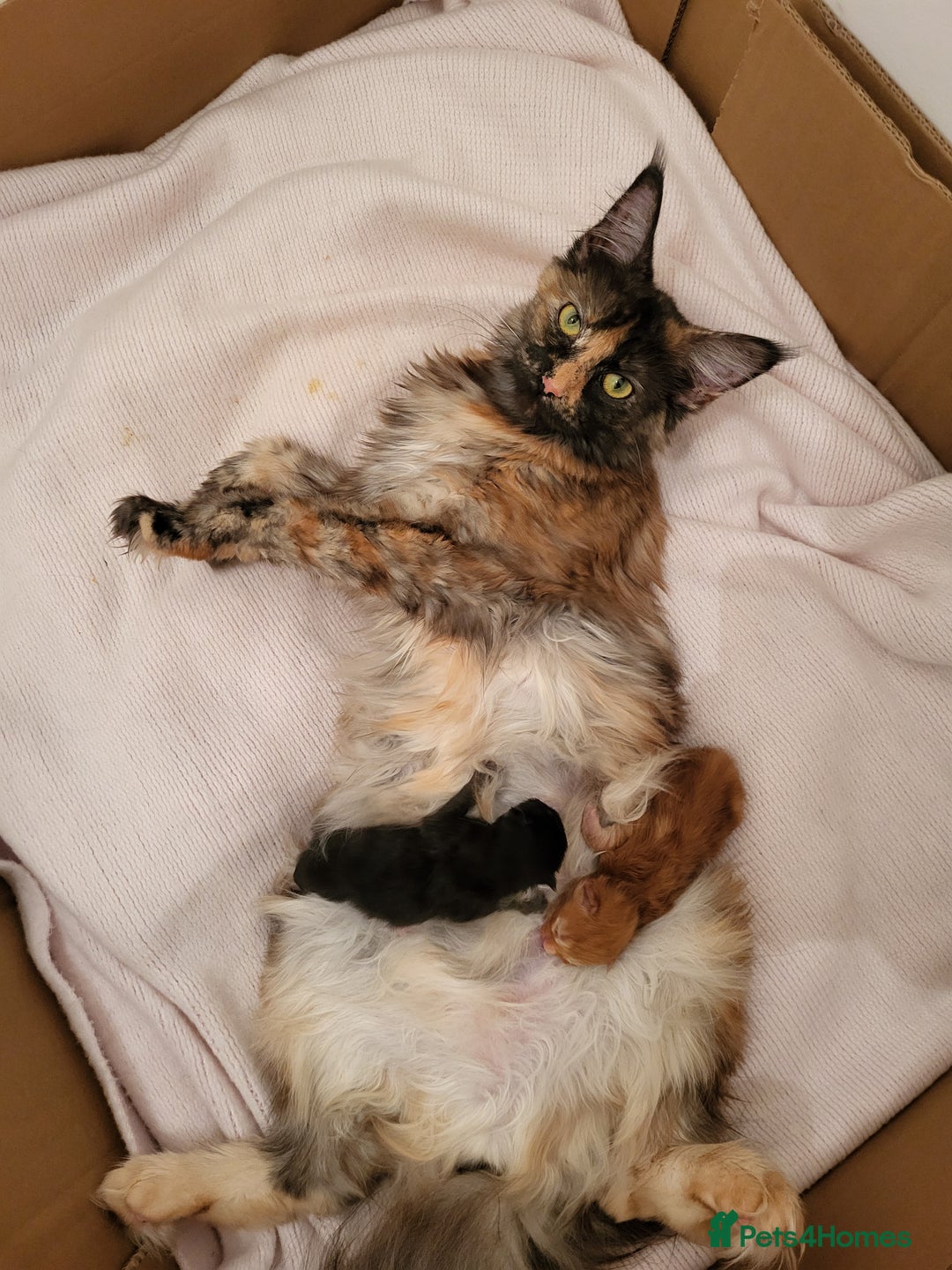 Maine Coon cats for sale: Two maine coon kittens for sale - Image 4