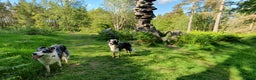 Border Collie dogs for stud: *proven* health tested working merle border collie in Leeds - Advert 21