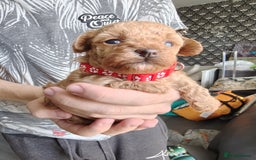Maltipoo dogs for sale: F1B Toy Maltipoo  - Image 26