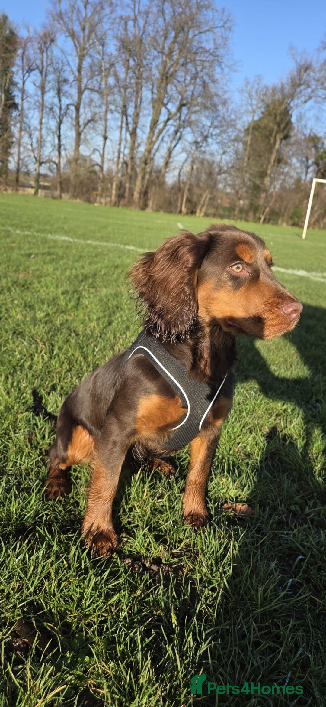 Cocker Spaniel dogs for sale: Meet Mocha 🐾  - Advert 2