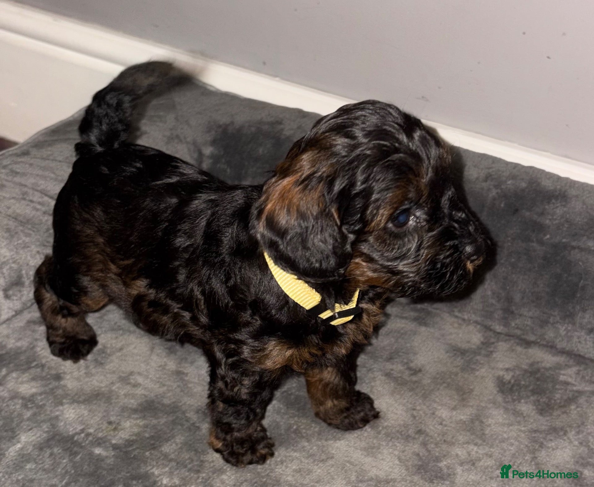 Cockapoo dogs Stop scrolling we have perfection 👇🐶 - Advert 6