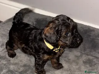 Cockapoo dogs Stop scrolling we have perfection 👇🐶 - Advert 6