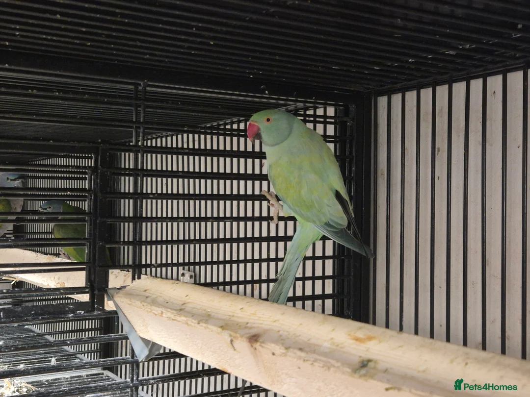 Parakeets birds for sale: FINCHES to parrots - Advert 12