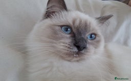 Ragdoll cats for sale: Ragrex kittens for sale  - Image 11
