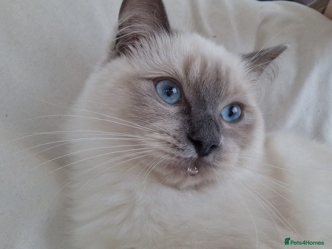 Ragdoll cats for sale: Ragrex kittens for sale  - Image 11