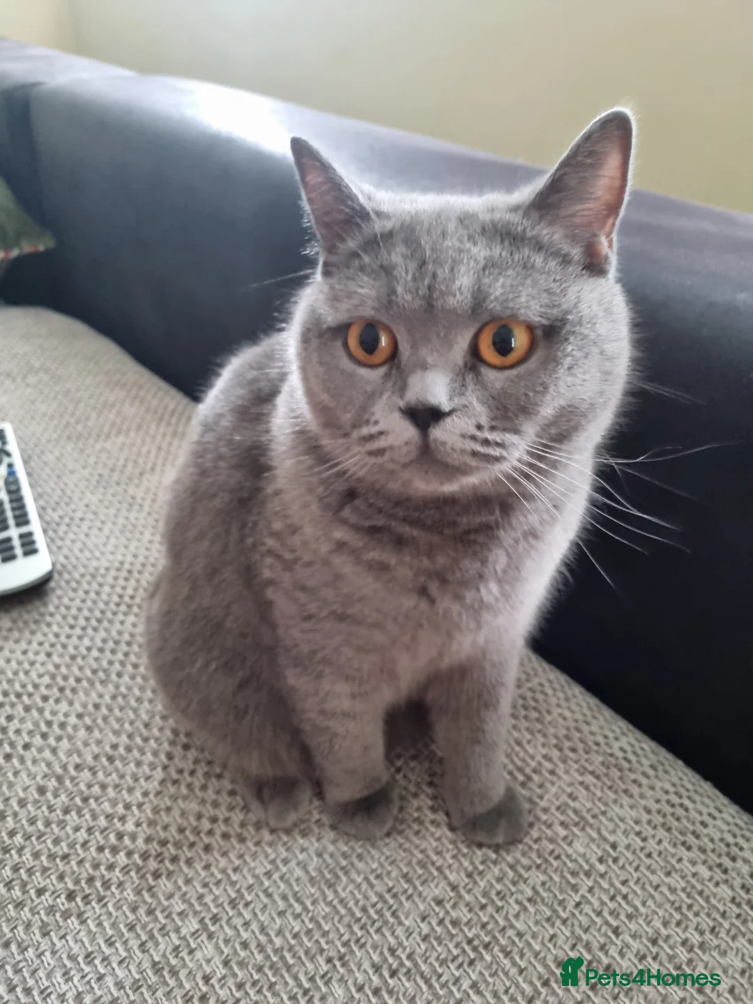 British Longhair cats for sale: 4 beautiful British Shorthair Kittens - Advert 12