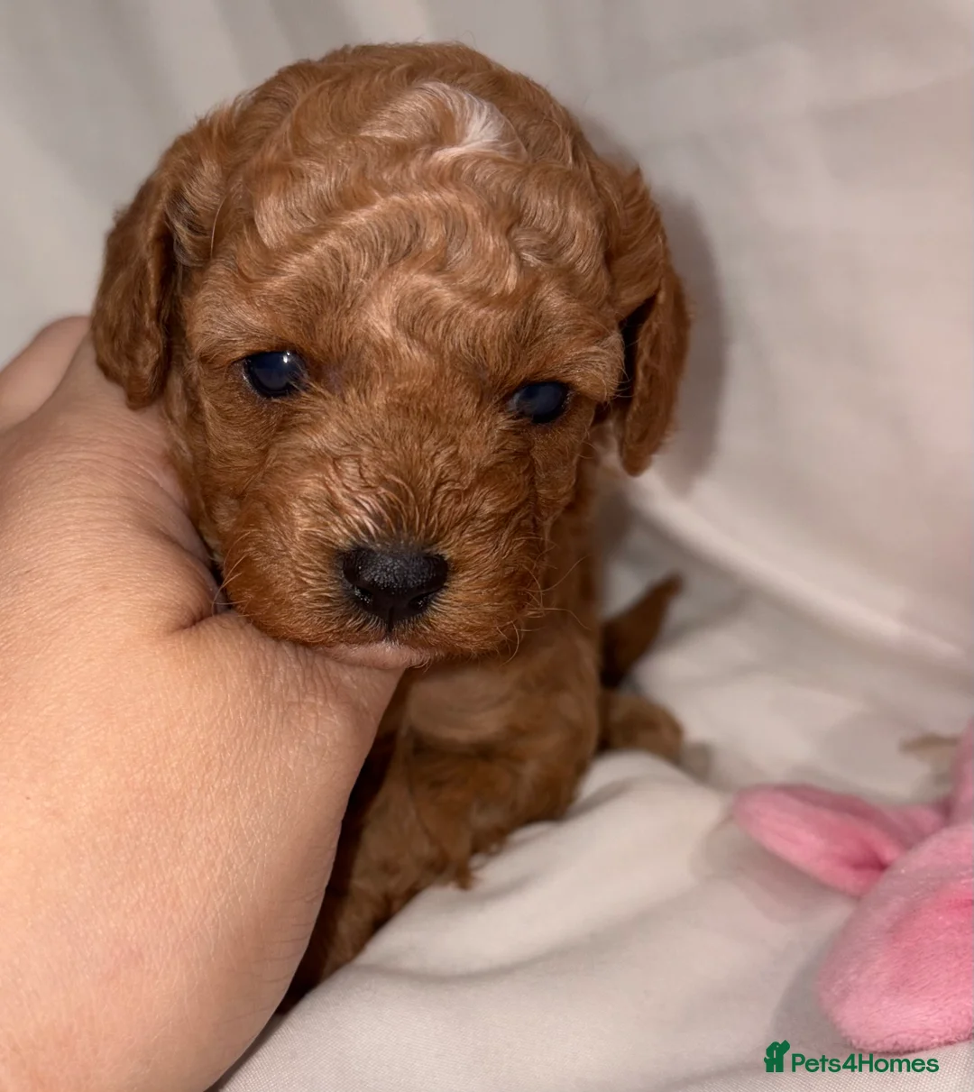 Cavapoo dogs for sale: Extensively DNA health tested and trained girl   - Advert 18