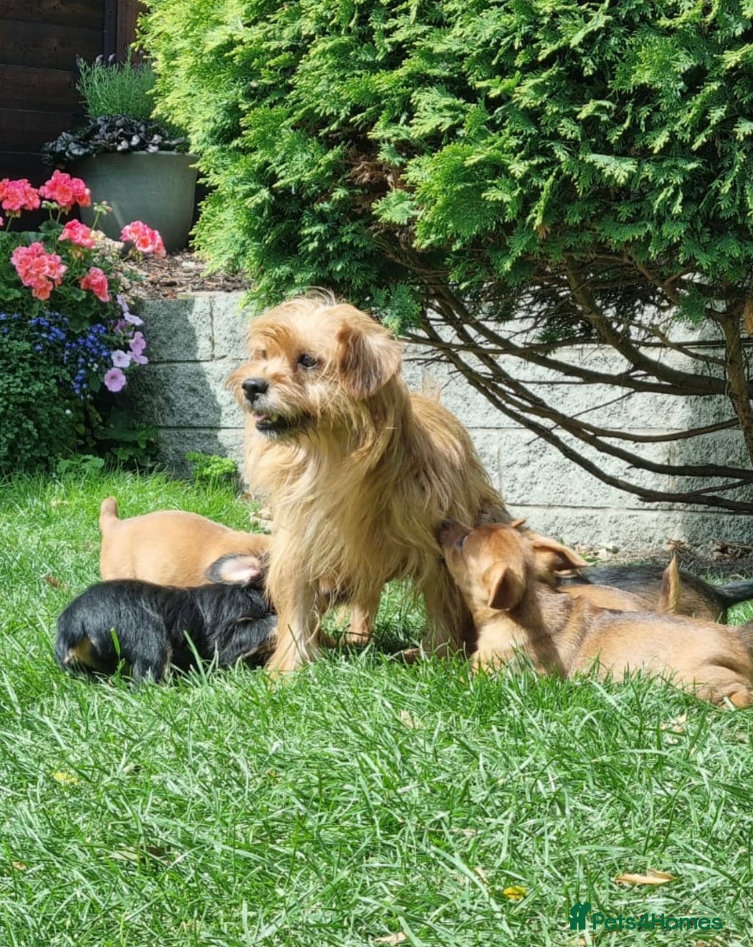 Mixed Breed dogs for sale: Gorgeous Jack Russell x Norfolk terrier pups  - Image 15
