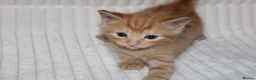British Shorthair cats for sale: Stunning british short hair kittens 🐱  - Advert 32