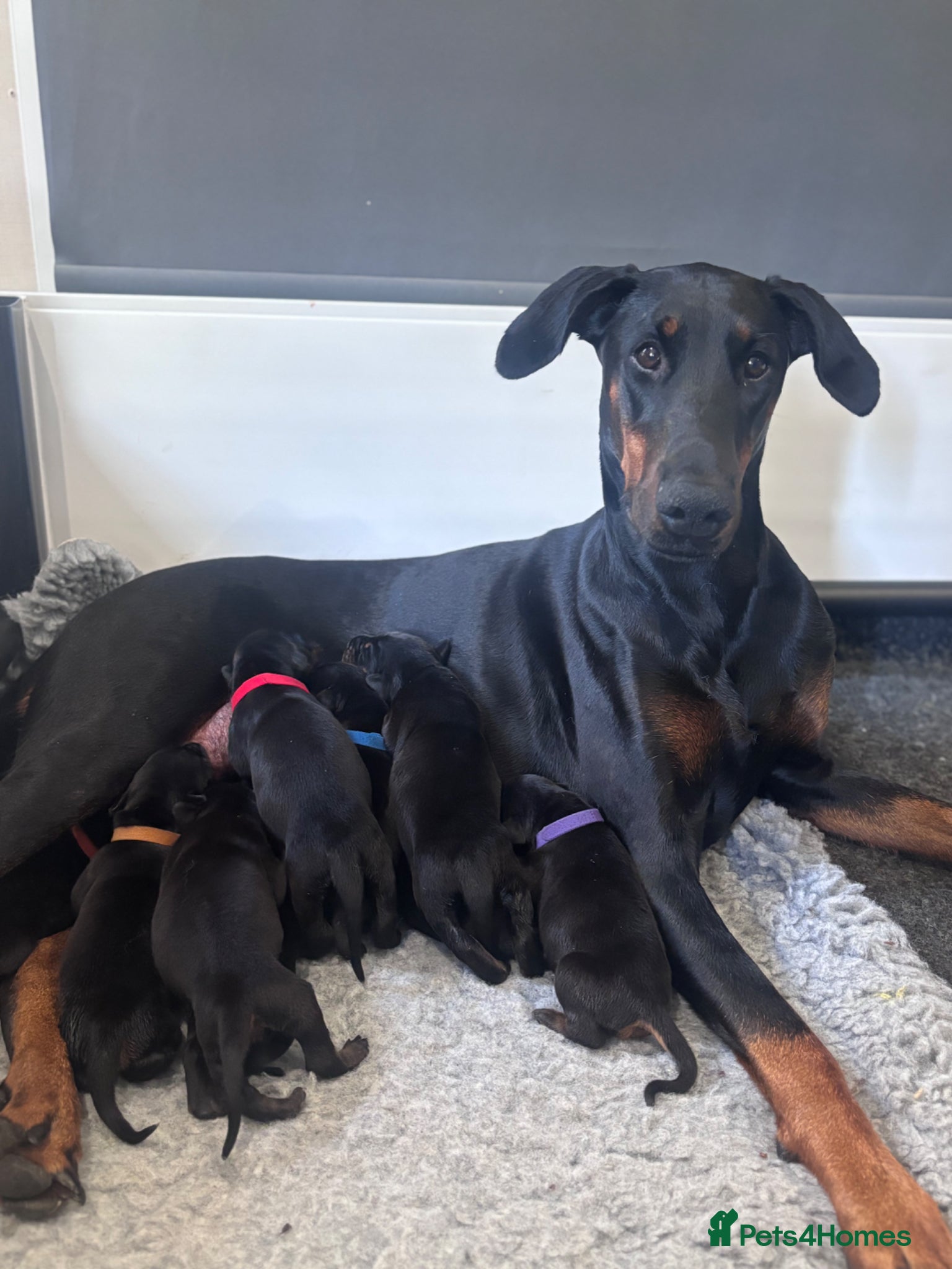 Dobermann dogs KC registered Dobermann puppies  - Advert 2