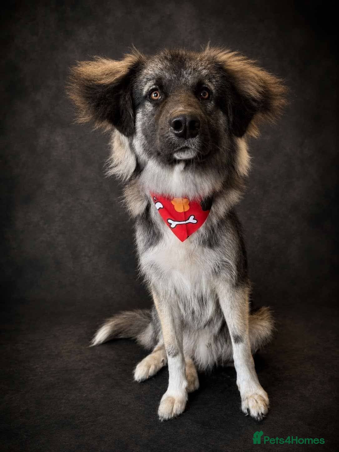 Mixed Breed dogs Meet Galaxy, currently residing in Scotland  - Advert 1
