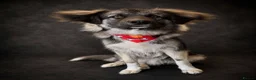 Mixed Breed dogs for adoption: Meet Galaxy, currently residing in Scotland  in Elgin - Advert 1