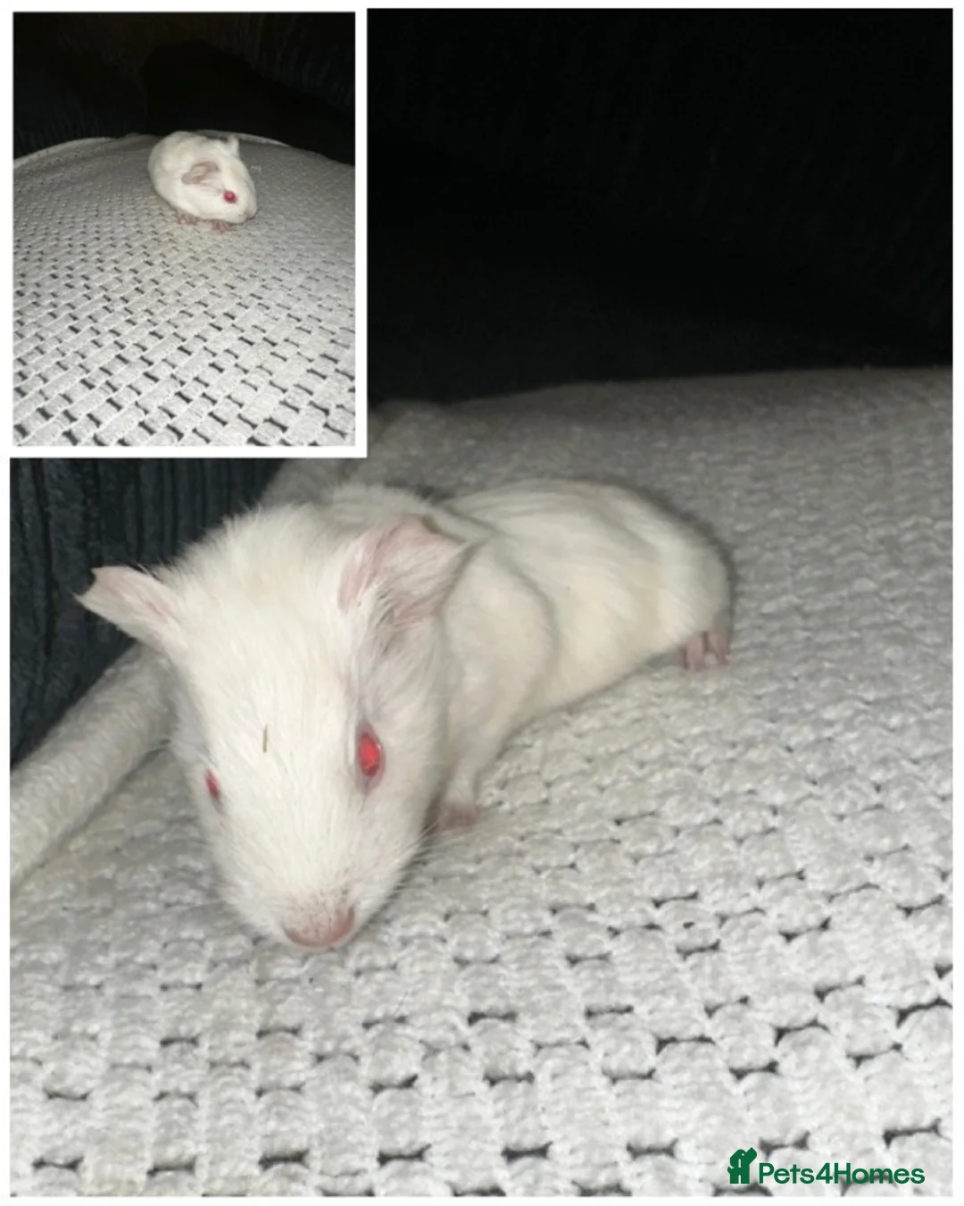 Guinea Pig rodents for sale: Baby boy Guinea pigs  - Advert 7