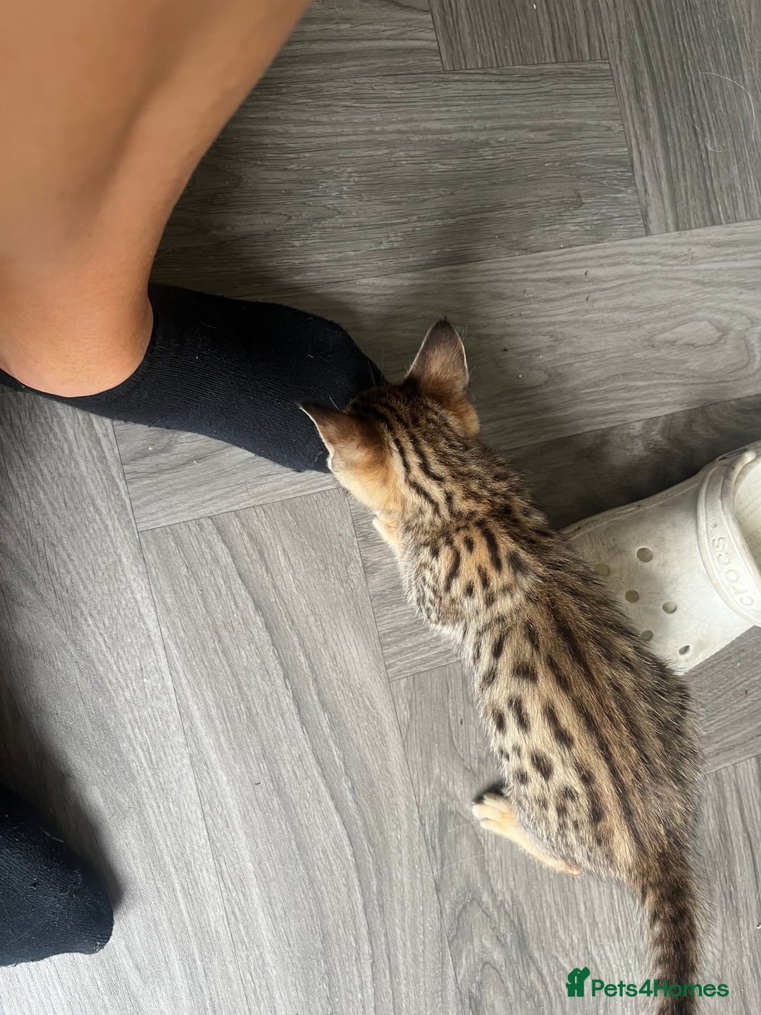 Savannah cats for sale: Beautiful full breed savanna - Image 6