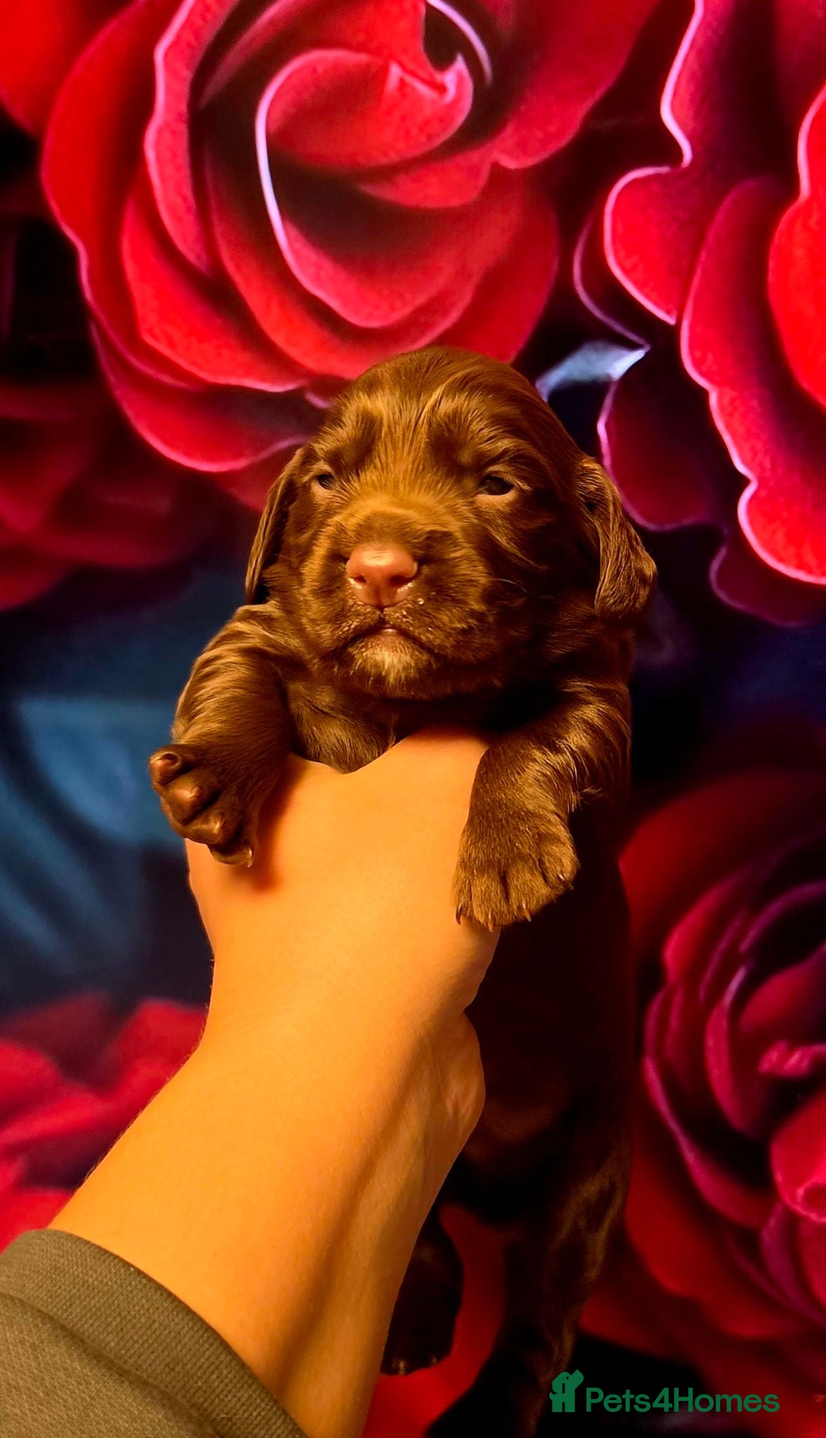 Cocker Spaniel dogs   KC REG Working Chocolate spaniels babies - Advert 6