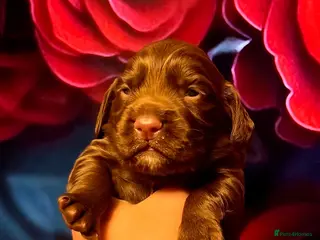 Cocker Spaniel dogs KC REG Working Chocolate spaniels babies - Advert 6