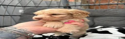 Cockapoo dogs for sale: Toy cockapoo in Nottingham - Advert 11
