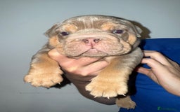 English Bulldog dogs for sale: 2 Top quality English bulldogs - Image 5