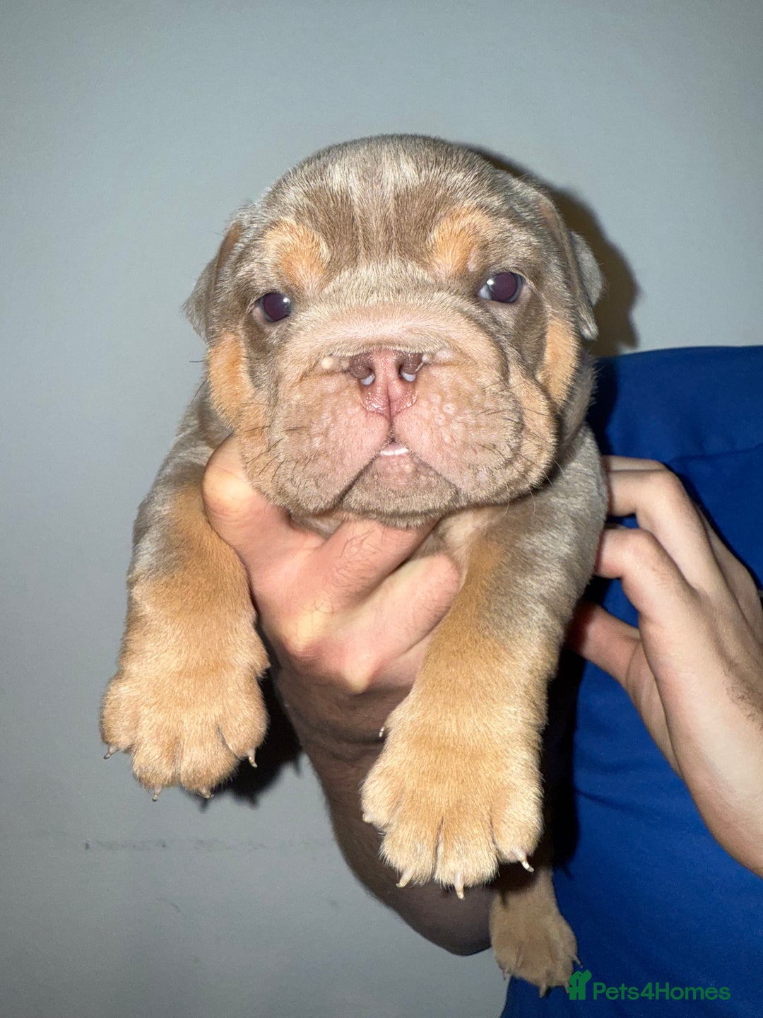 English Bulldog dogs for sale: 2 Top quality English bulldogs - Image 5