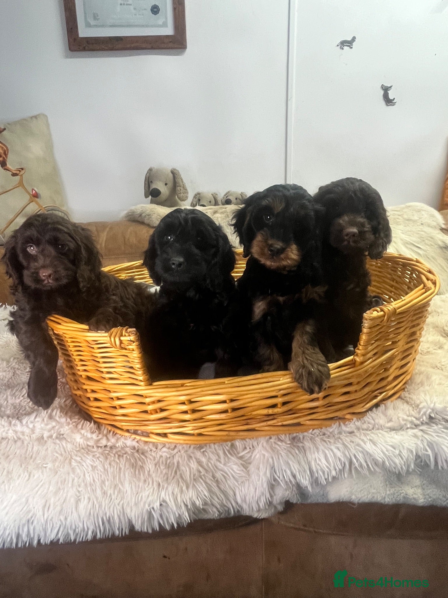 Cockapoo dogs Beautiful Litter Of Happiness  - Advert 4