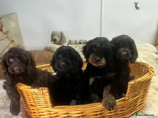 Cockapoo dogs Beautiful Litter Of Happiness - Advert 4