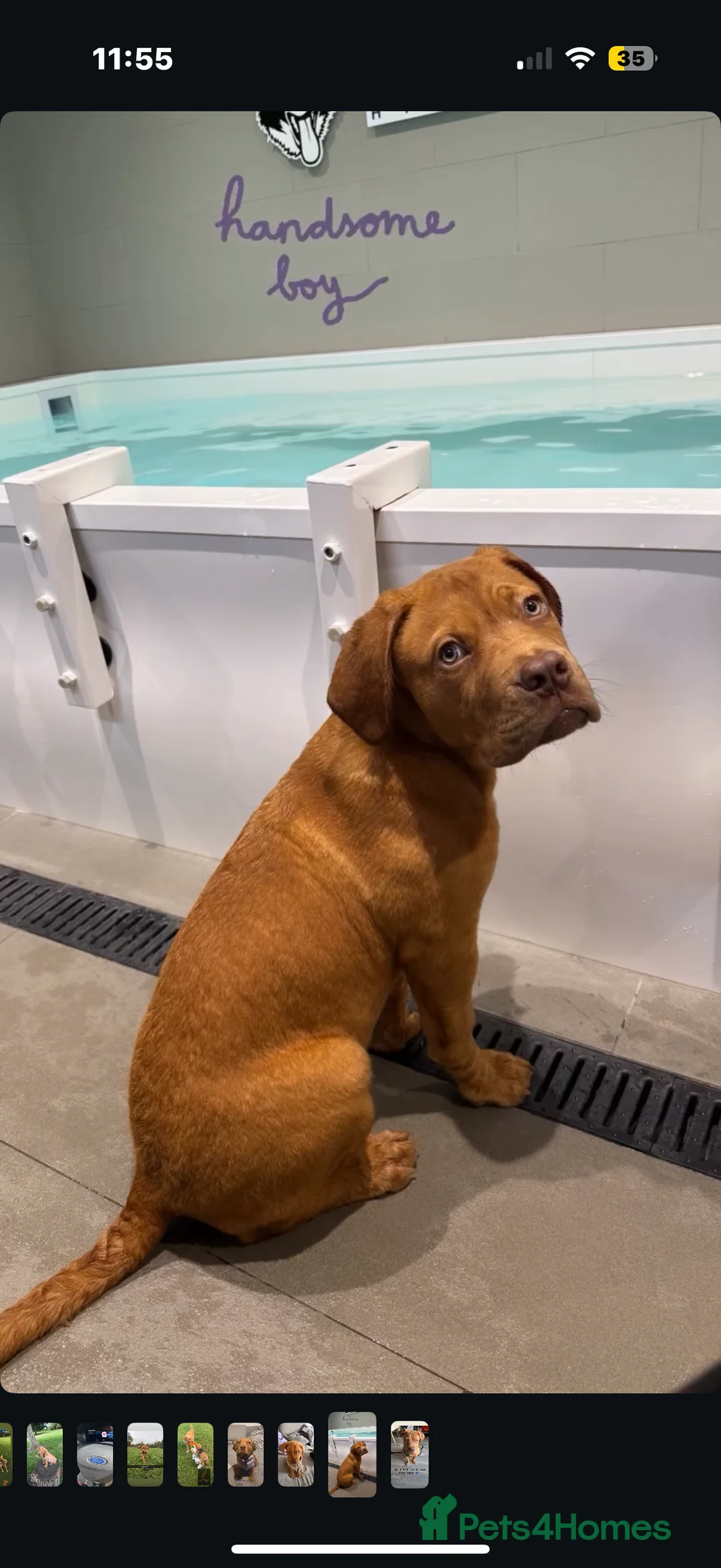 Dogue De Bordeaux dogs for sale: French mastiff  - Advert 2