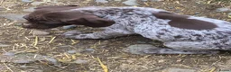 German Shorthaired Pointer dogs for sale: German Shorthaired Pointer Puppies (GSP) in Rhayader - Advert 8