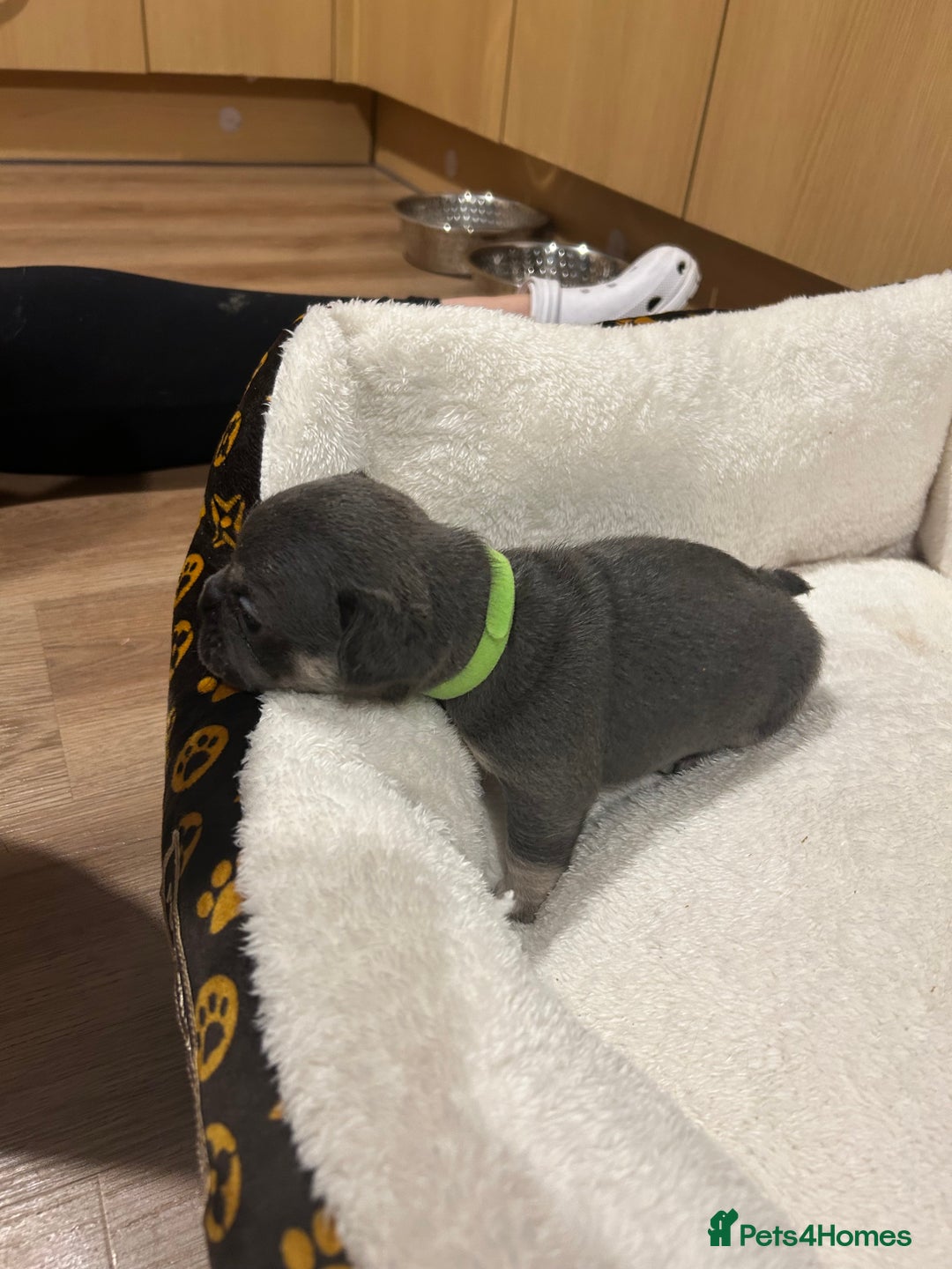 French Bulldog dogs for sale: 5⭐️ french bulldog pups 🐾 - Image 19