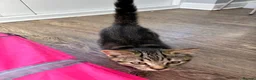 Mixed Breed cats for sale: Beautiful black girl@gorgeous tabby boy available  in Preston - Advert 10