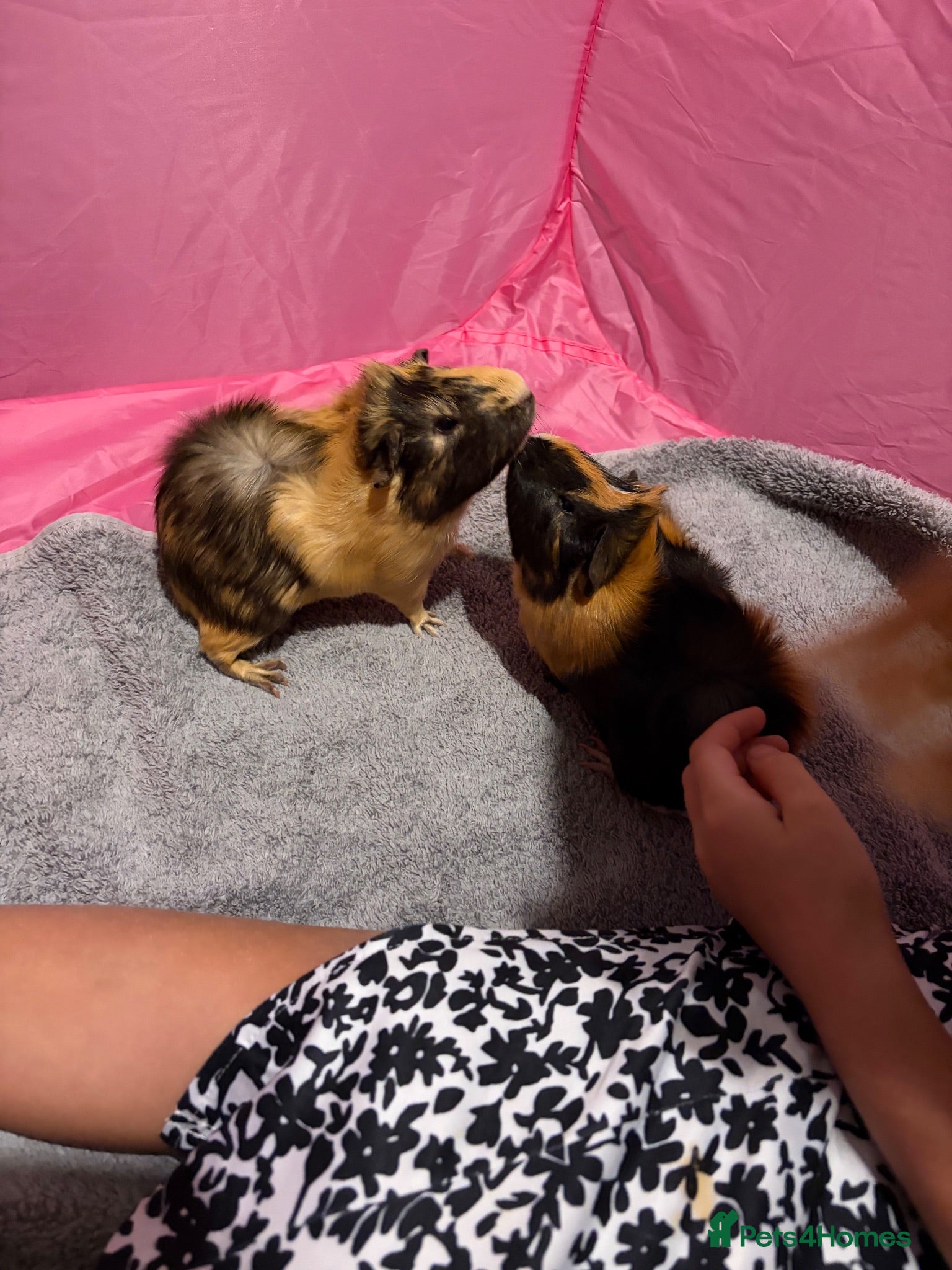 Guinea Pig rodents 2 gorgeous brothers 14 weeks  - Advert 1