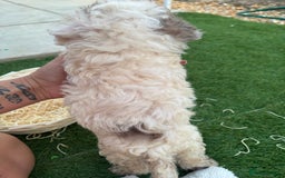 Cockapoo dogs for sale: F2  cockapoo puppies  - Image 13