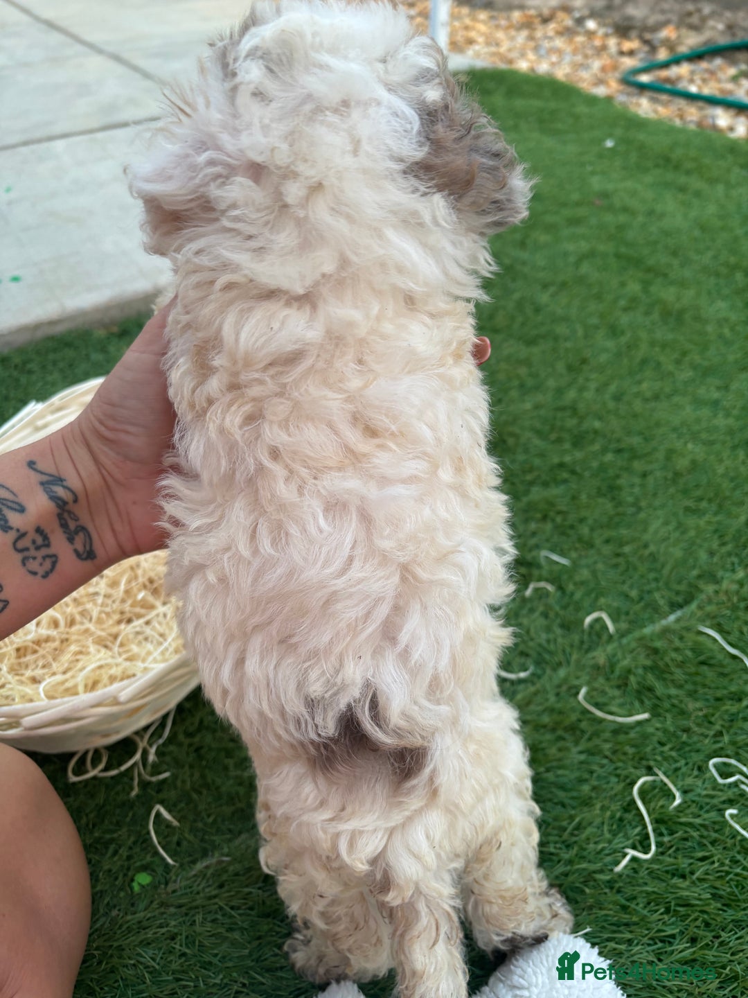 Cockapoo dogs for sale: F2  cockapoo puppies  - Image 13