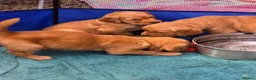 Golden Retriever dogs for sale: Stunning dark Golden retriever puppies in Boston - Advert 9