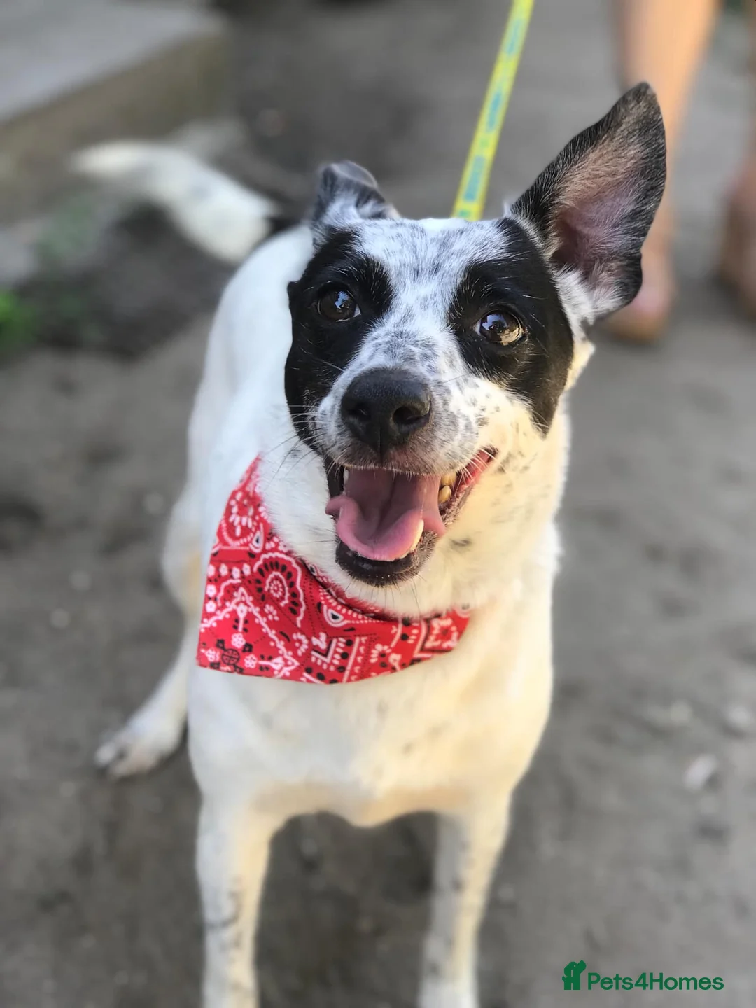 Mixed Breed dogs for adoption: ❤️Lottie 4 yo low medium girl with perfect manners - Advert 6