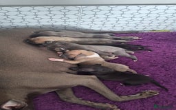 Whippet dogs for sale: 3/4 Whippet 1/4 Italian greyhound  - Image 2