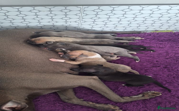 Whippet dogs - Advert 1