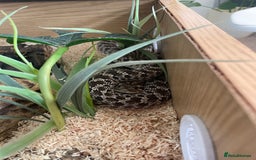 Snake reptiles for sale: Male Hognose Snake - Image 4