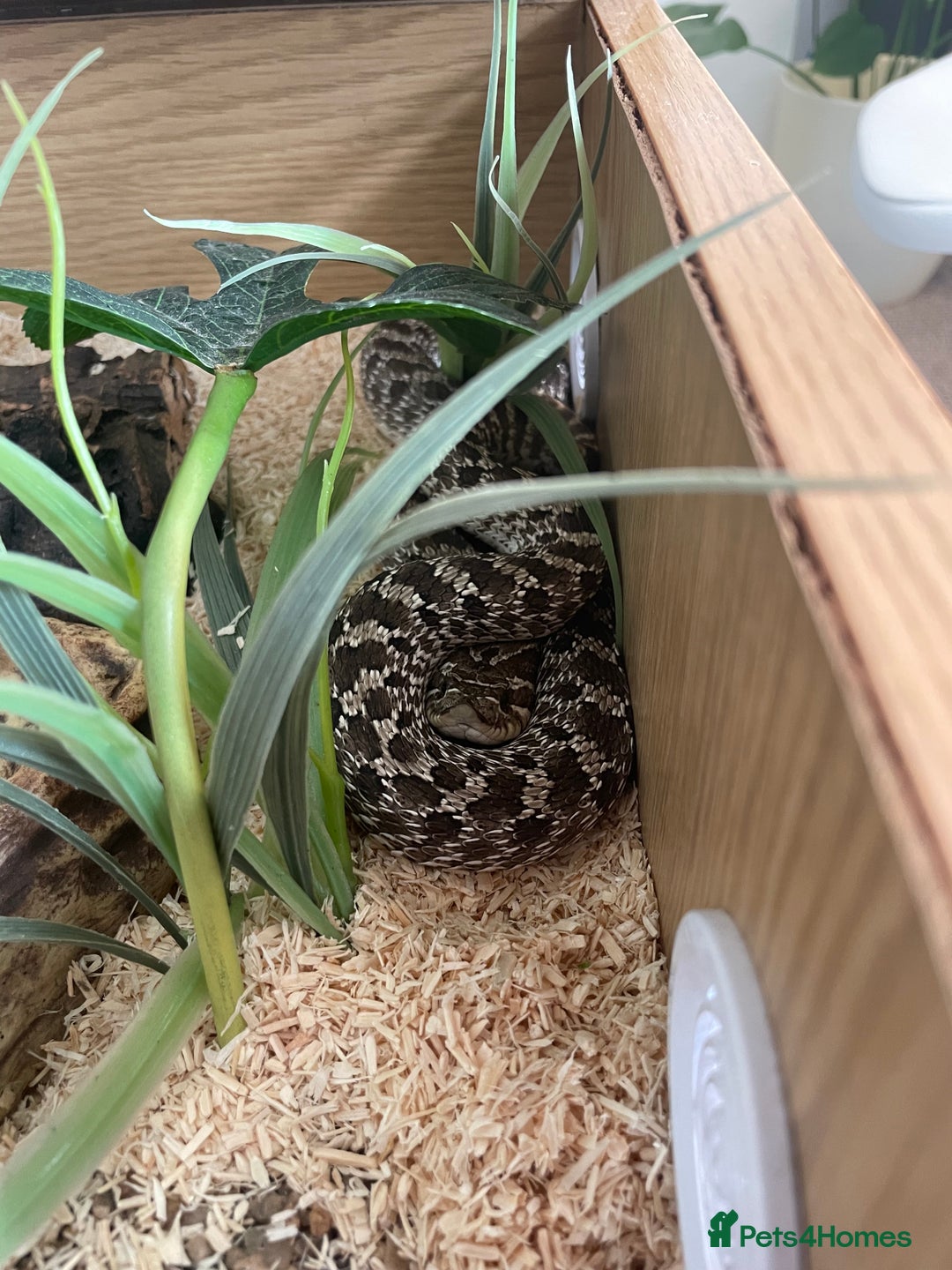 Snake reptiles for sale: Male Hognose Snake - Image 4