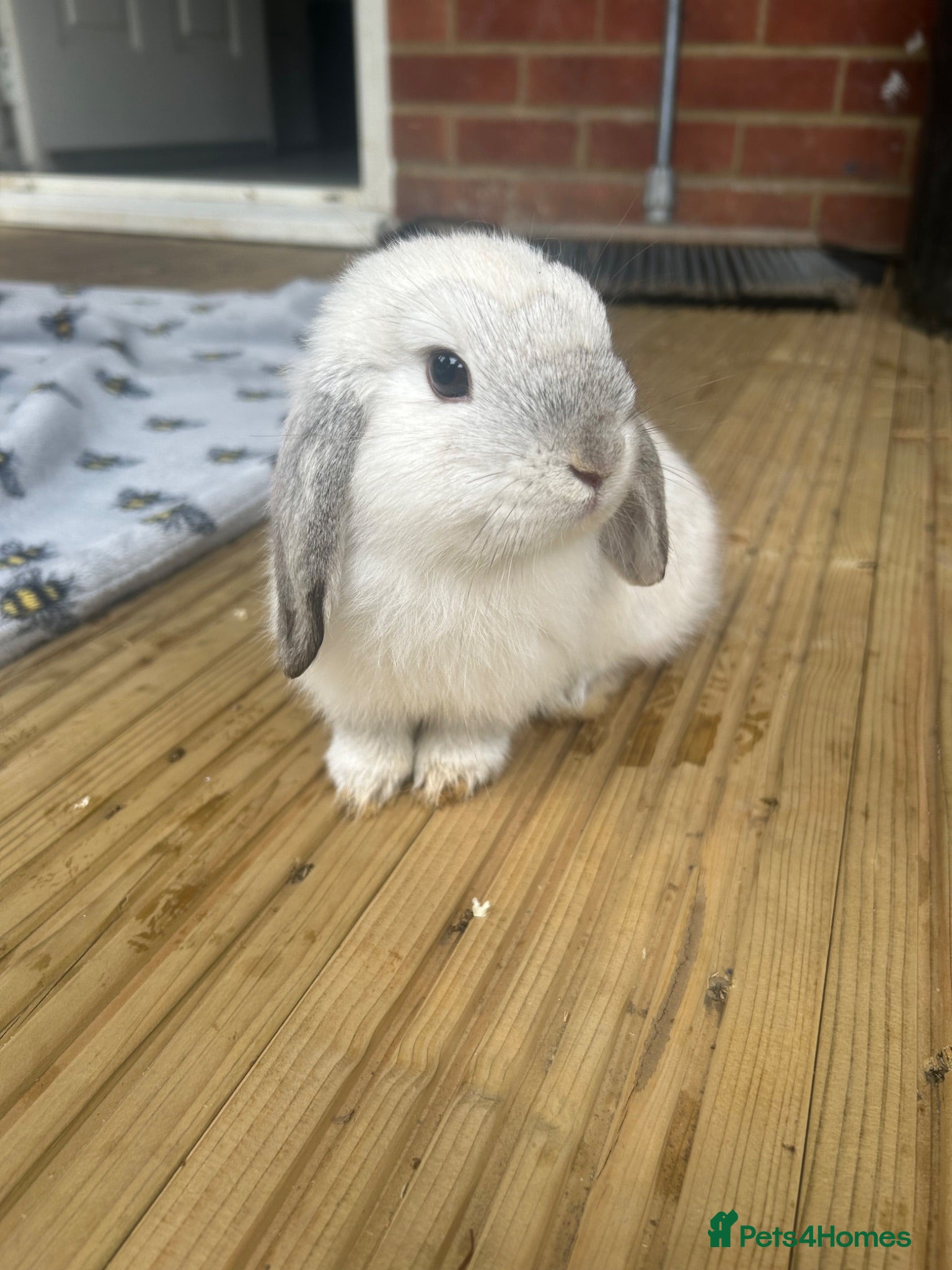 Mini Lop rabbits 6 pure mini lops - Advert 1
