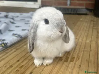 Mini Lop rabbits 1 pure mini lop ready to leave - Advert 1