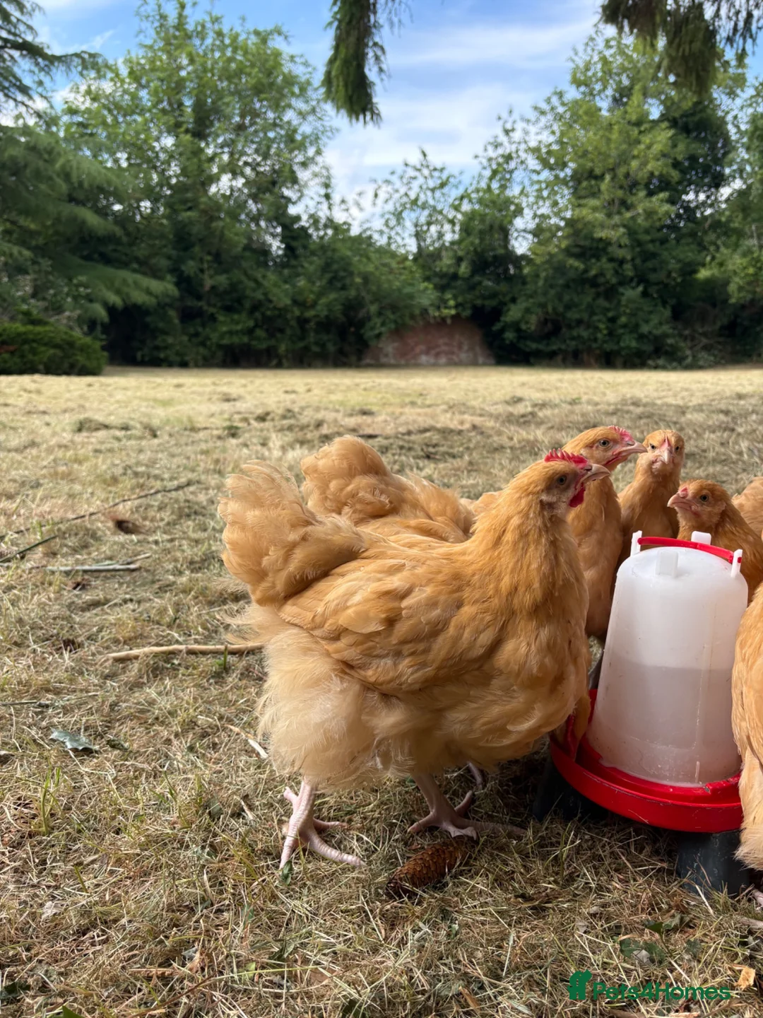 Chickens poultry for sale: Buff Orpington Cockerel - Advert 1