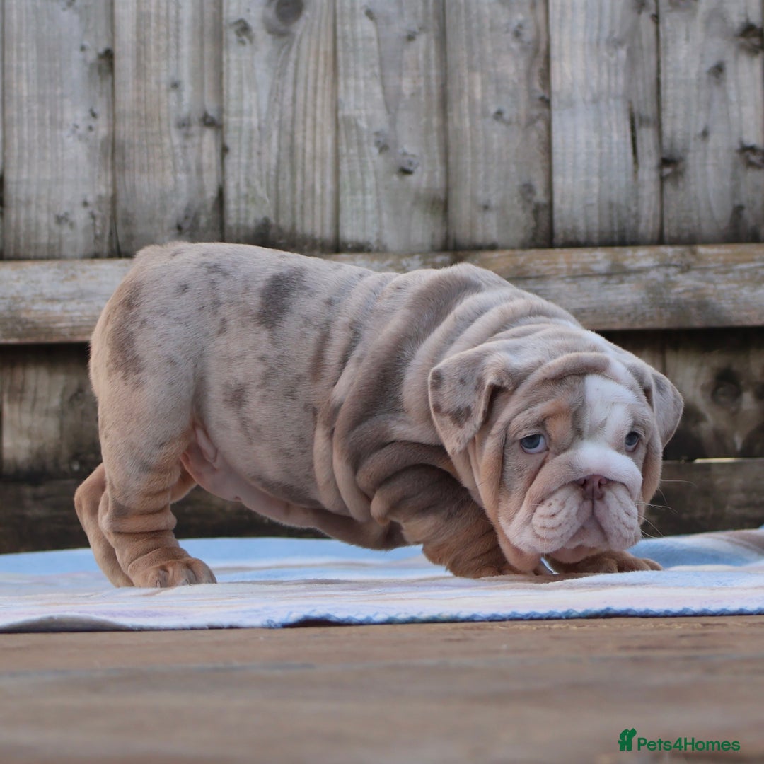 English Bulldog dogs for sale: ONE GORGEOUS LITTLE GIRL  - Advert 7