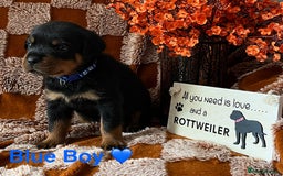 Rottweiler dogs for sale: The best of the best Rottweilers  - Image 19
