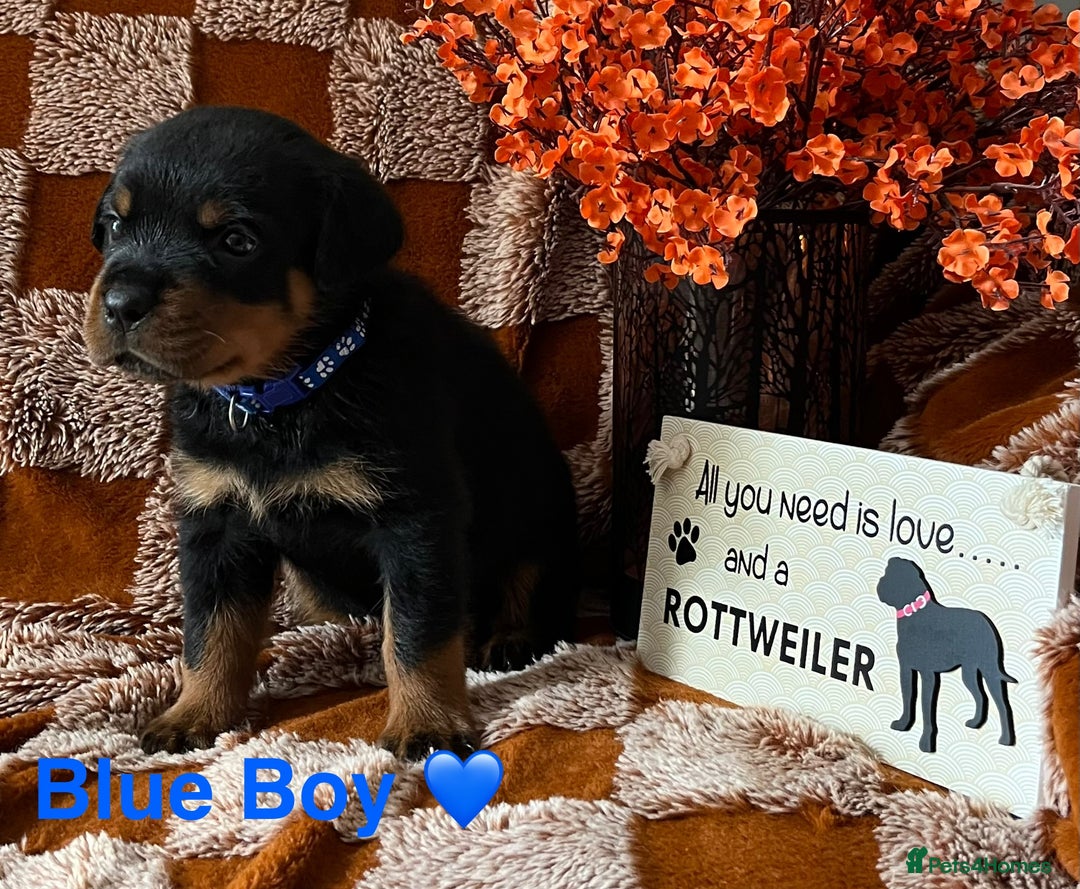 Rottweiler dogs for sale: The best of the best Rottweilers  - Image 19