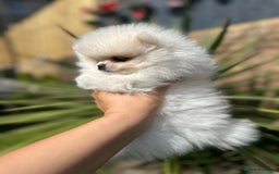 Pomeranian dogs for sale: Quality girl ready now PRINCESS 💕 - Image 3