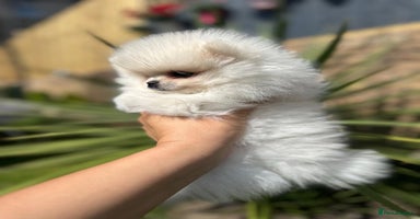 Pomeranian dogs - Advert 5