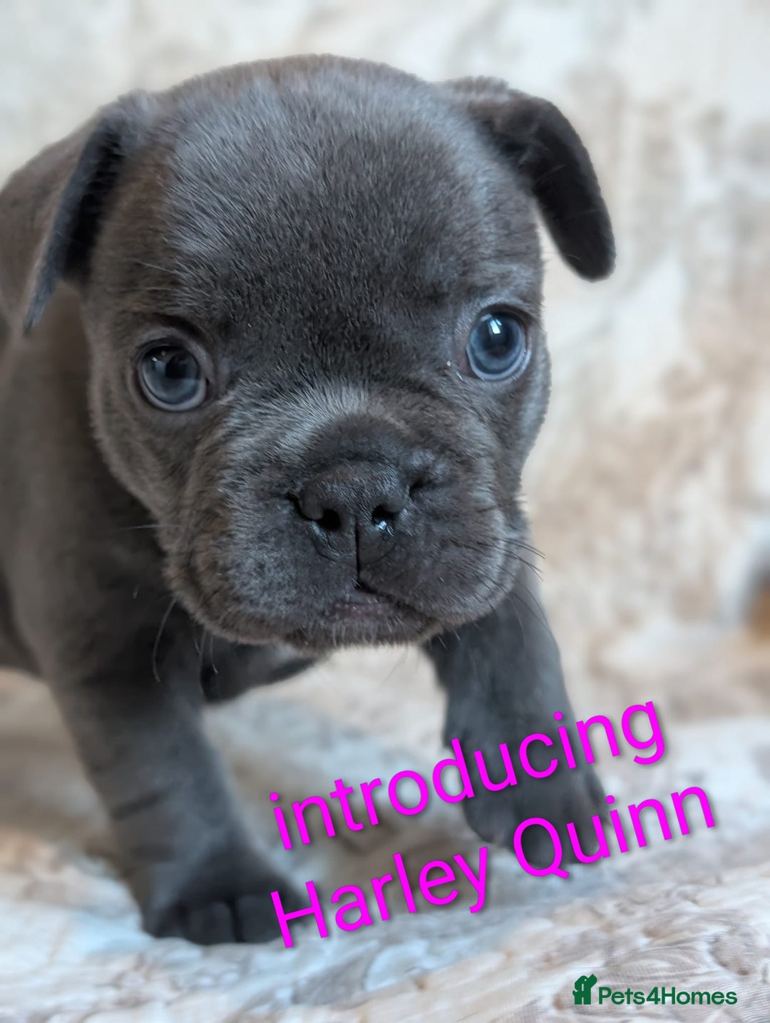 French Bulldog dogs for sale: Frenchie puppies  - Advert 4